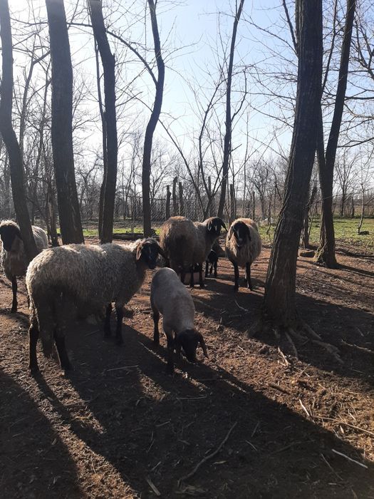 Vând 6 oi 3 fatate și 3 urmează sa fete
