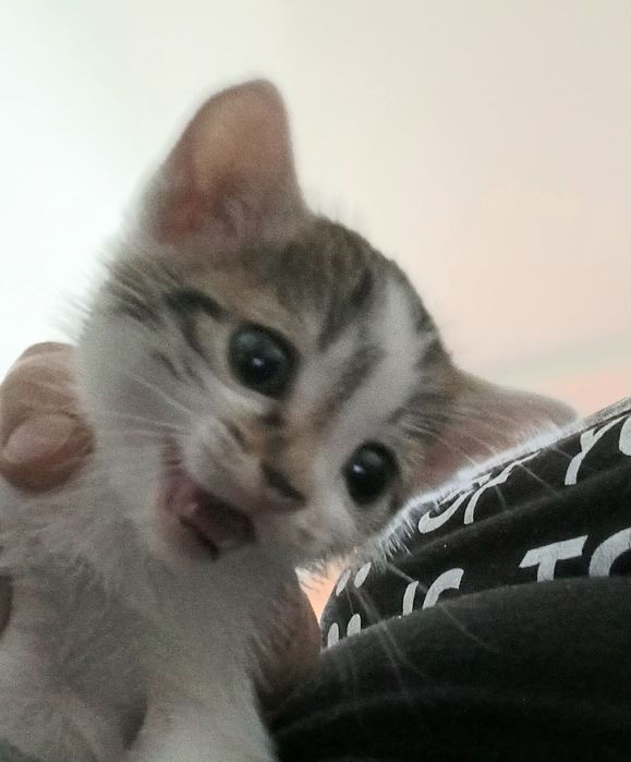 породистые котята