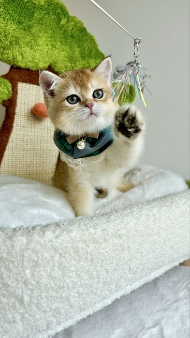 Baietel British Shorthair Chinchilla Gold , cu certificat Pedigree