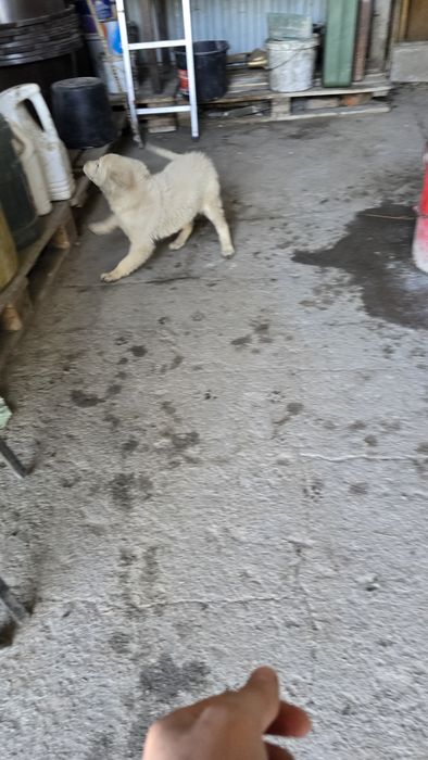 Одам даром  щенок девочка