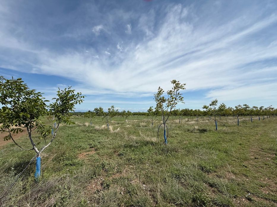 Продава се Земеделски имот в Перущица -  кв.м за 2307 €/дка - Снимка #11