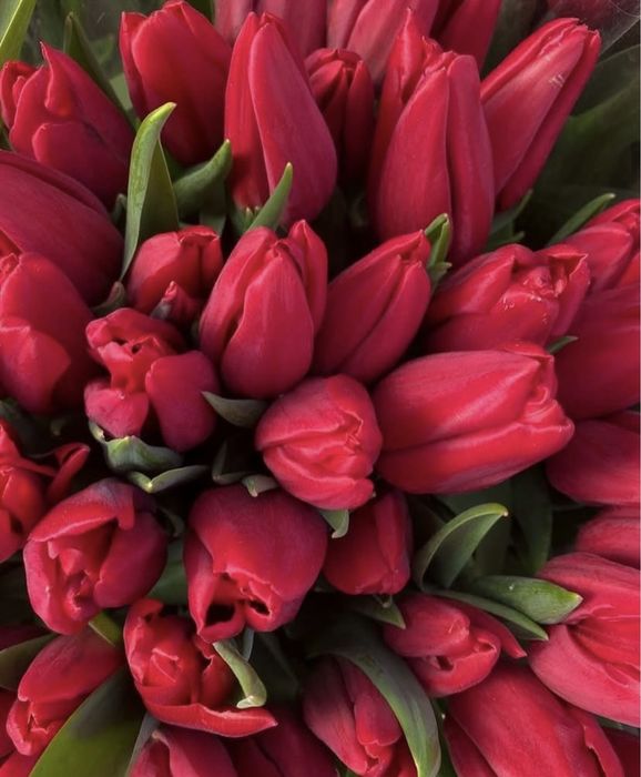 Тюльпаны\Оптом\Алматы