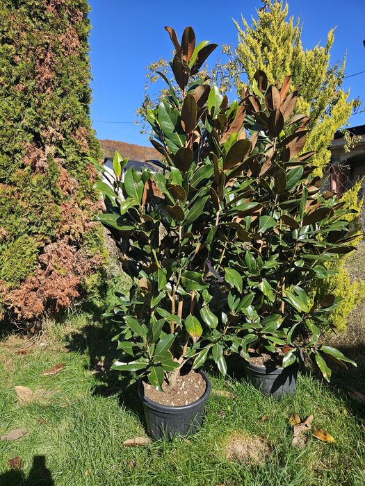 Maslin leilandy cycas bonsai spirale