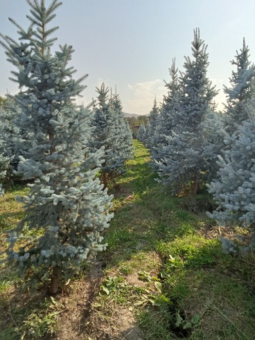 Ёлки голубые хупси