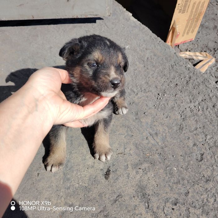 отдам щенят в добрые руки