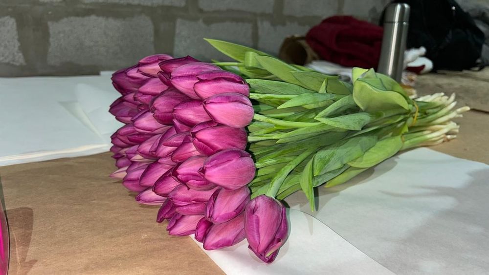 Тюльпаны большой выбор 550