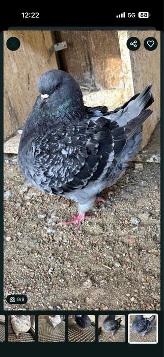 Porumbei kingi diferite culori