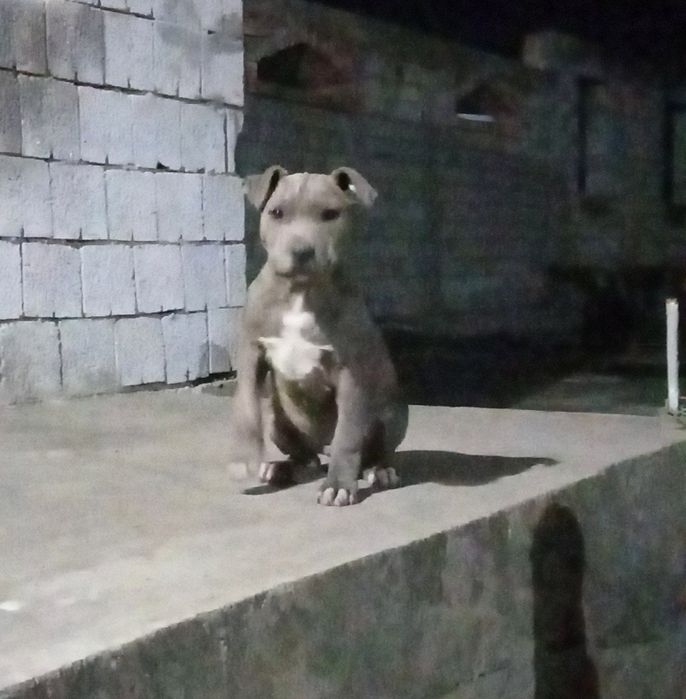 Сотилади тоза питбуль