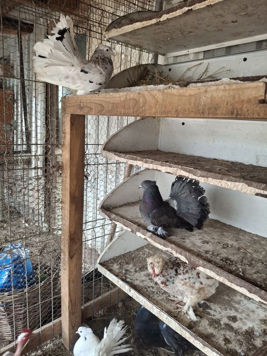 Porumbei voltati indieni