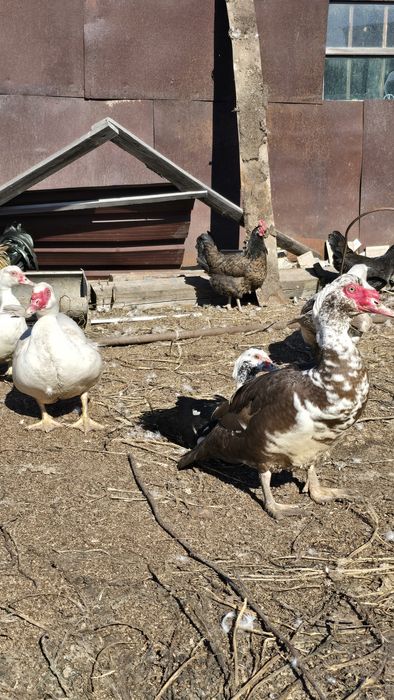 Индоутки (уточки и селезни)