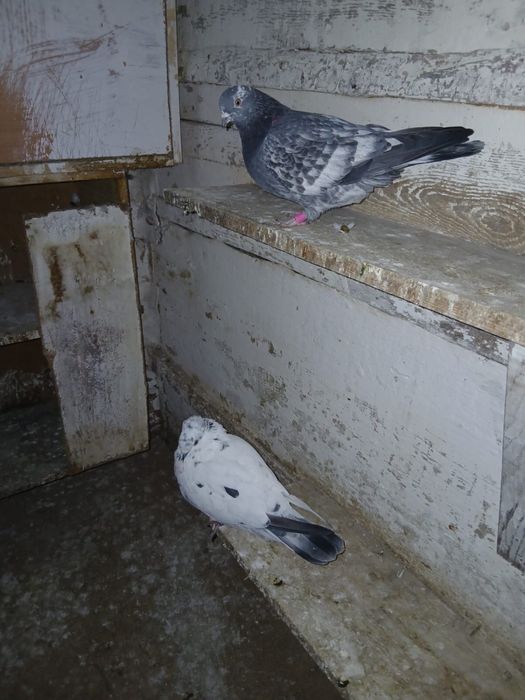 Продам Душанбинские голуби (таджики)