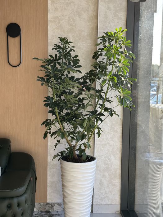 Скидка! Gul + tuvak растения + горшок