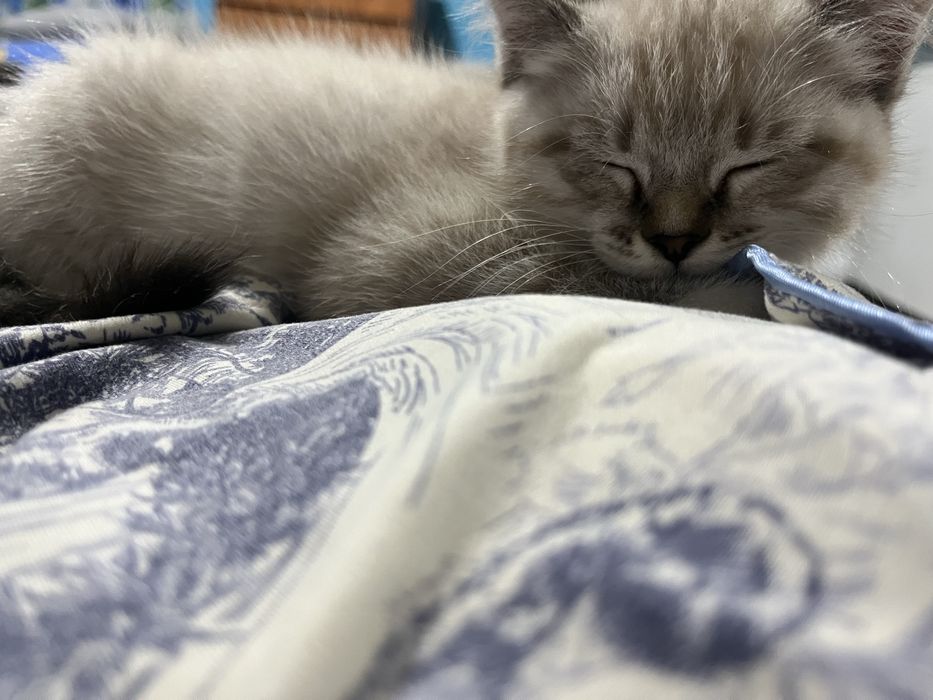 Отдам котенка девочку 3 месяца