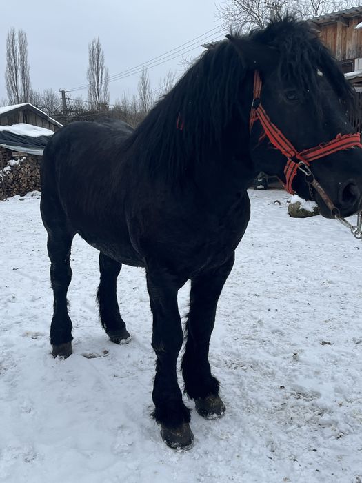 De vanzare manz armasar