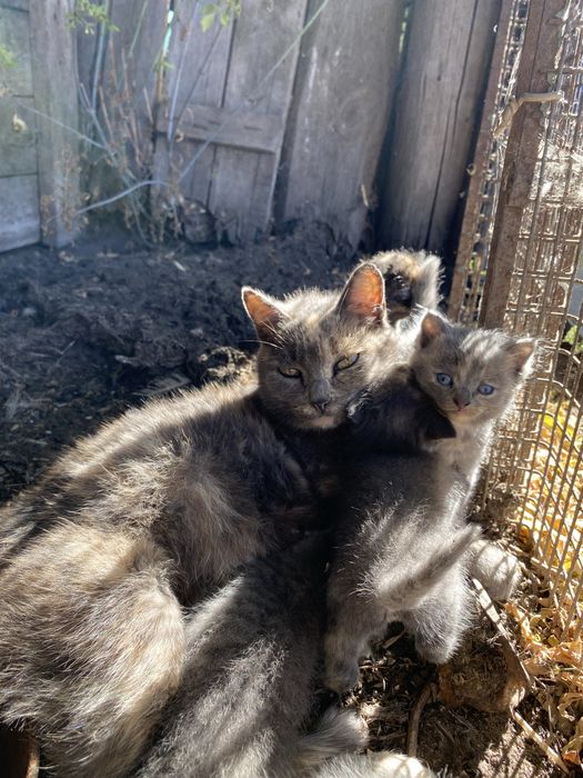 Отдаю котят бесплатно