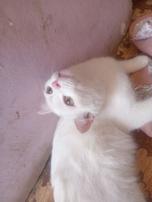 Без платно девочка