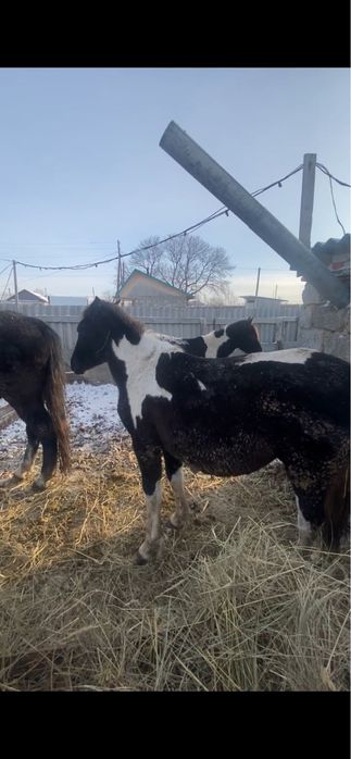 Продам 2 кобыл жеребые