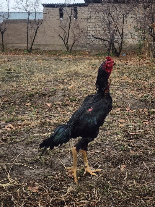 Хуроз сотилади зотига жавоб