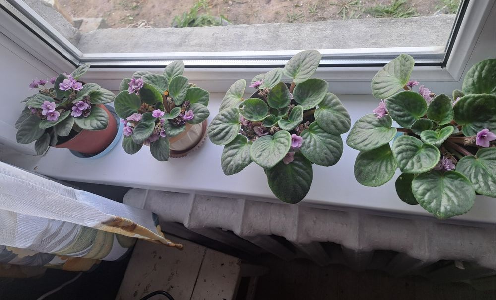 Фиалки по 500тенге