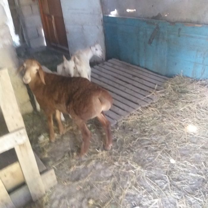 Баран с ягненкам
