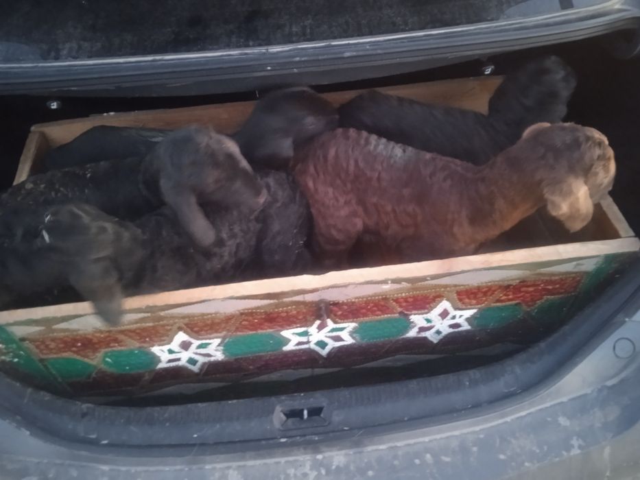 Козы сатылады кой