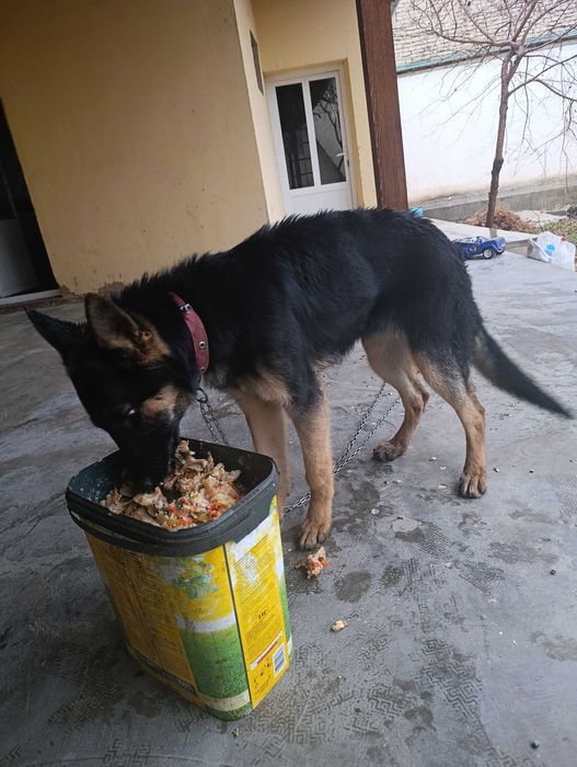 Афчарка қони тозза