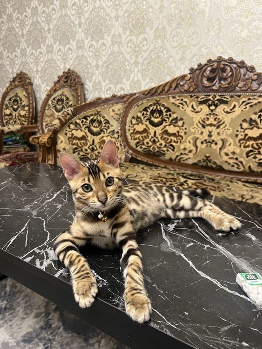 Bengal mushugi чистокровный