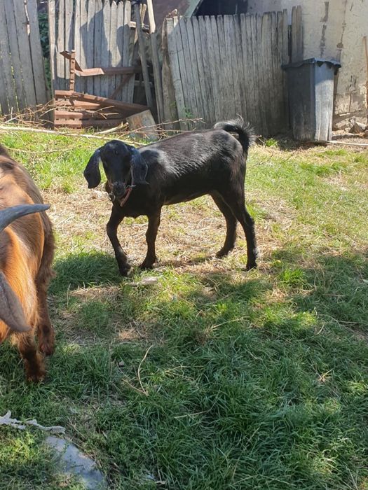 Se vând un țăpișor și o ieduta