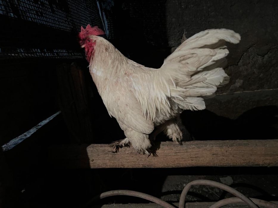 Продаю домашних петухов.