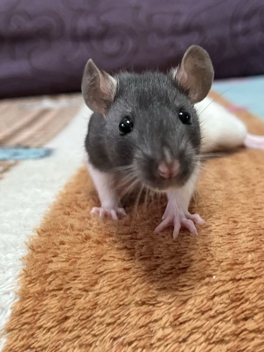 Ручной крысенок девочка (крыса,крысы,крыс)