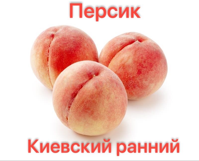 Сортовые Плодовые саженцы