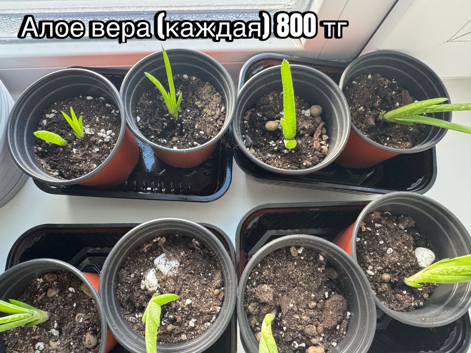 Комнатные домашние растения