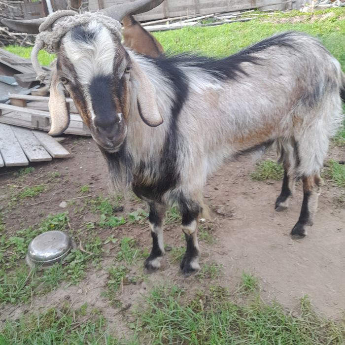 Альпийский казёл