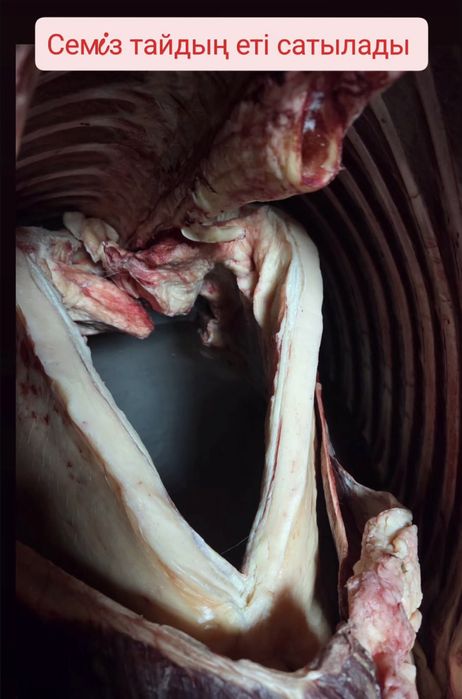 Продам согым сатылады Тай, Жабағы, Байтал