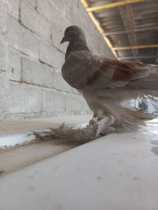 Голубь ПРЕУЧЕНЫЙ продаётся