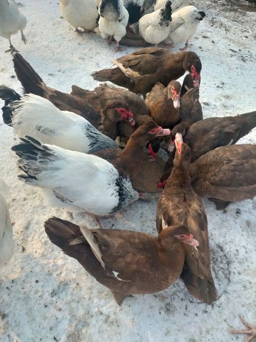 Rate mute ciocolatii ( Pereche )