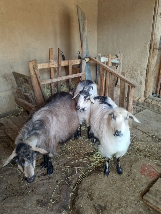 Продаются козы, коза беременная  и двое козлят