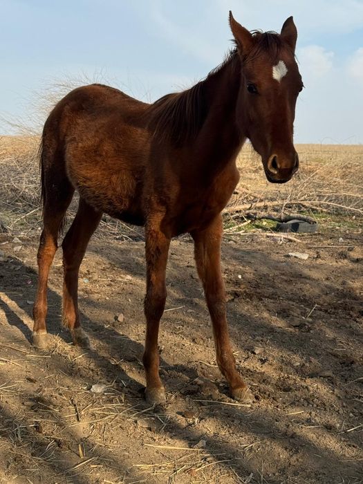 Тай ұрғашы тай 2