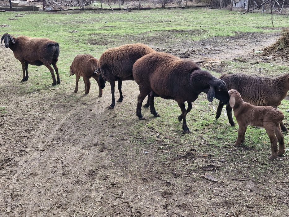 Төрт бас қой және бір бас қошқар сатылады