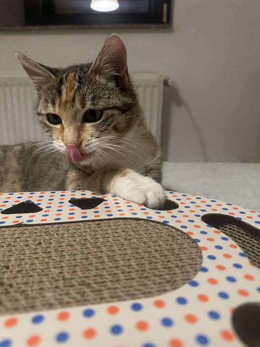 Pisicuta calico cauta casuta