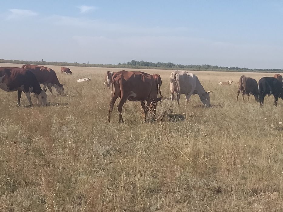 Продам корову. с Үміт апа