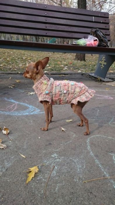 Свитерки для собак и кошек