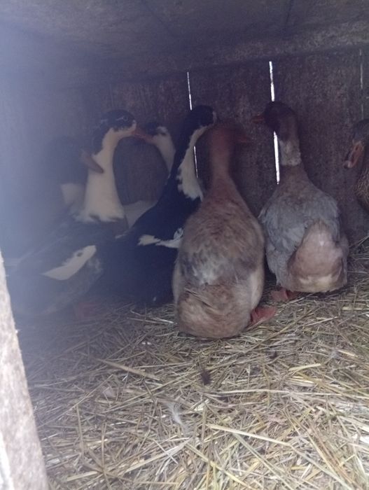 Vând rate și cocosi