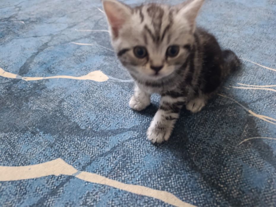 Продам породистых котят