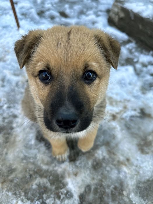 Кутенок собачка верный друг хороший товарищ