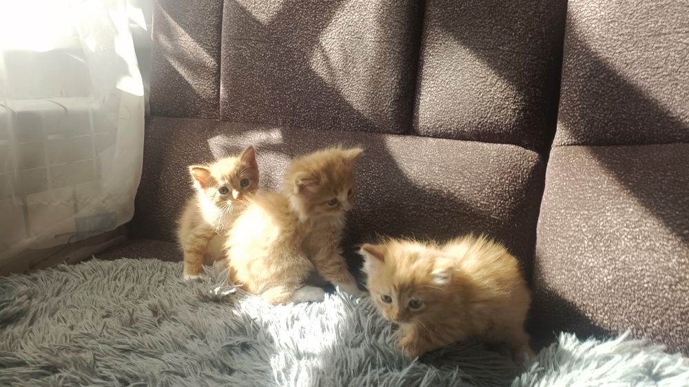 Отдам котенка в добрые руки