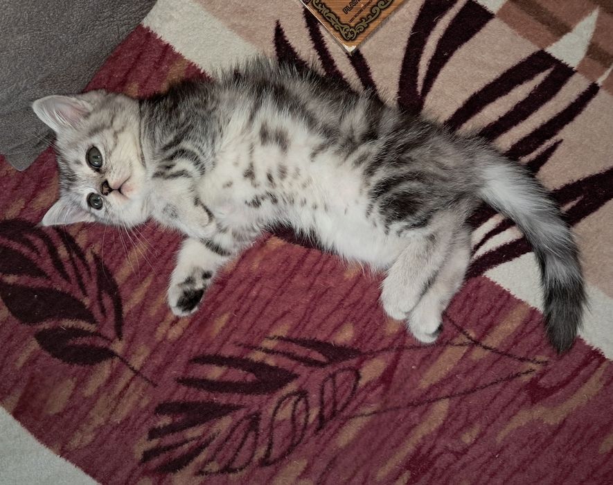 Котёнок. Девочка. Страйт