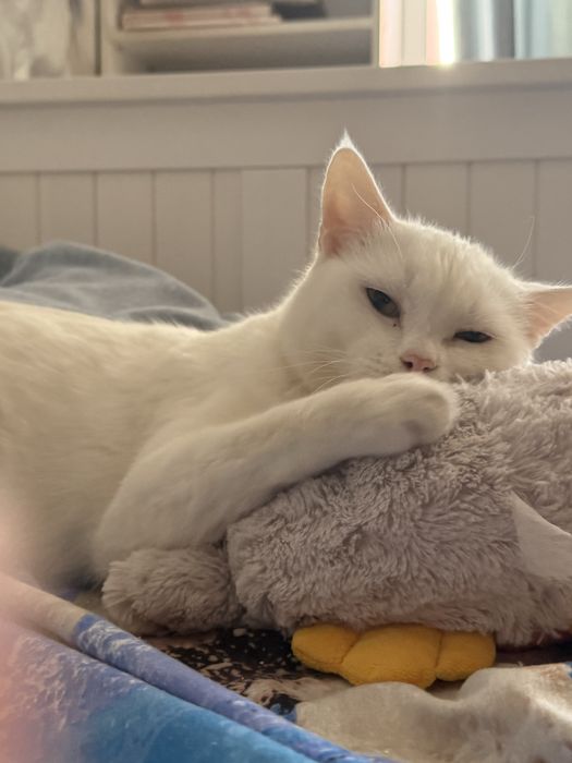 Глухой кот белый