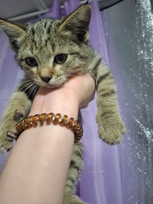 Очень красивый котенок, срочно, в добрые руки