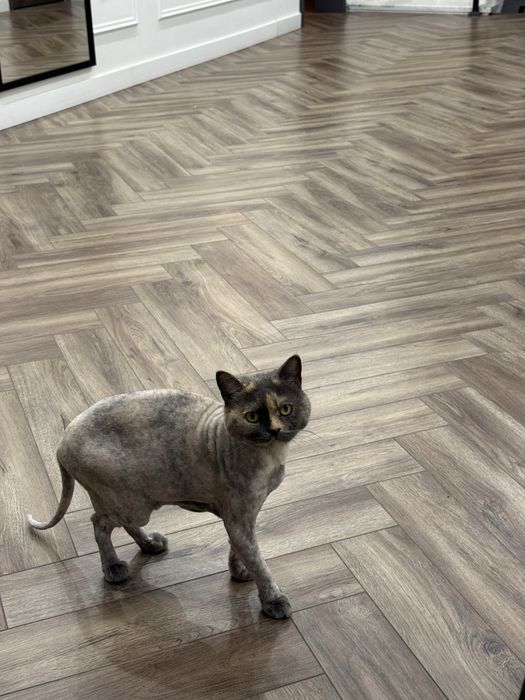 Отдам кошку породистую